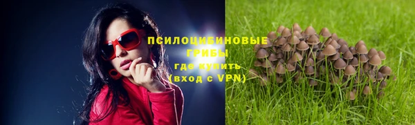 ГАЛЛЮЦИНОГЕННЫЕ ГРИБЫ Аркадак